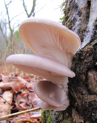 Oyster mushrooms