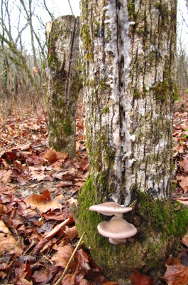 Oyster mushroom totem