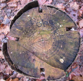 Top of mushroom log