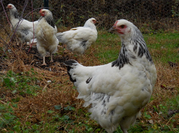 The last 4 chickens of our LIght Susex flock