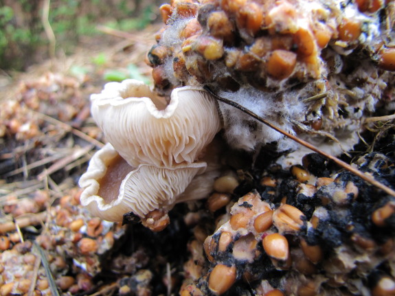 Oyster mushroom on grain