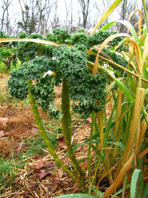 Potentially perennial kale