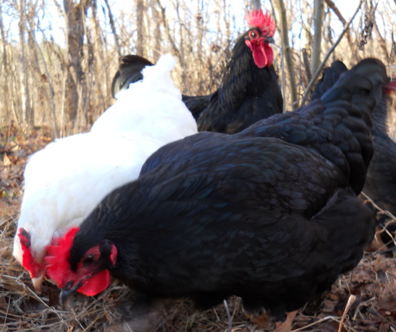 update on how well the new chicken waterer heater is working