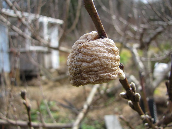 Praying mantis eggs on peach tree