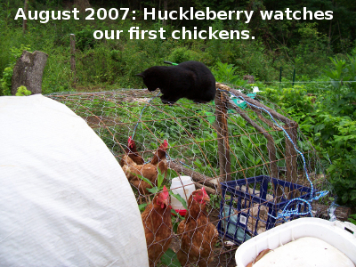 August 2007: Huckleberry watches our first chickens