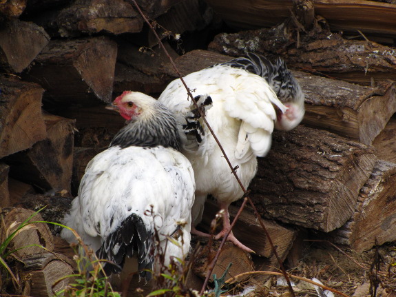 Chickens and firewood