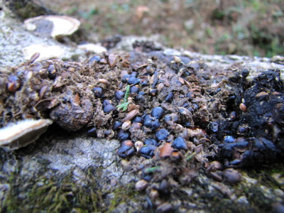 Seed-filled scat