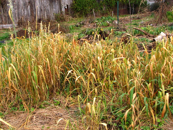 Oat cover crop