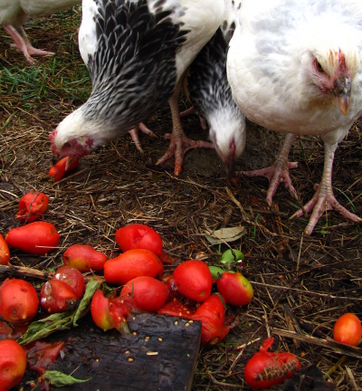 Chickens eat tomatoes