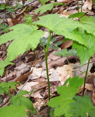 Goldenseal