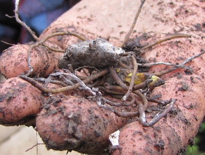 Goldenseal root