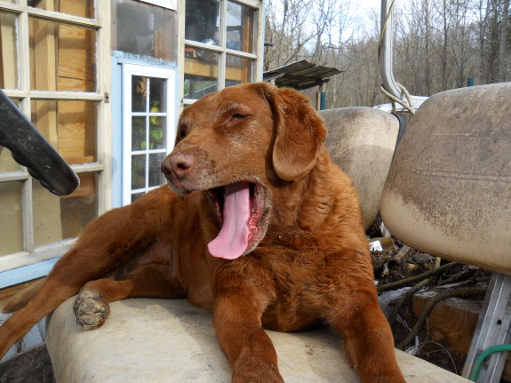 Lucy enjoys a nap on the golf cart