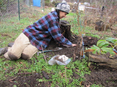 Planting goldenseal