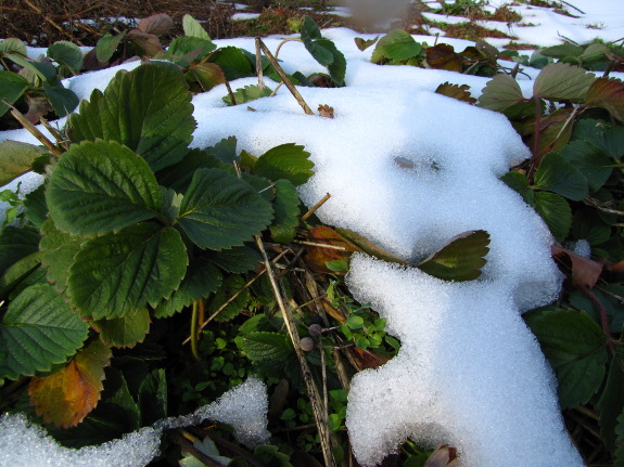 Strawberry leaves in the snow