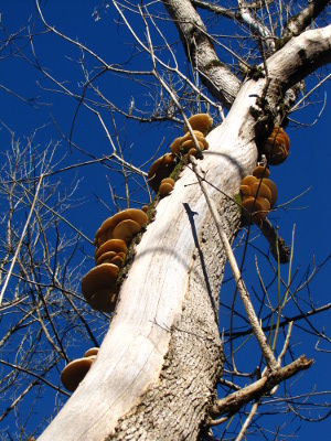 Wild oyster mushrooms