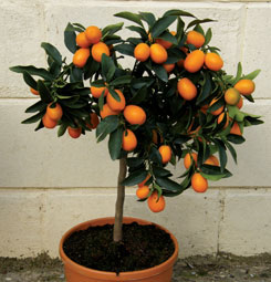 Calamondin orange