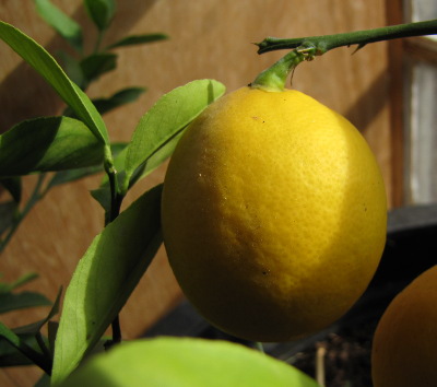 Dwarf lemon