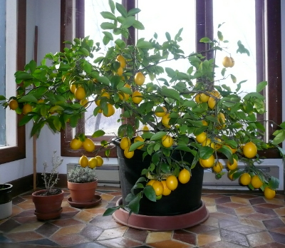 Dwarf meyer lemon tree
