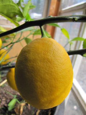Lemon on the tree