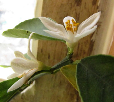 Meyer lemon flower