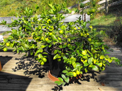 Meyer lemon on patio