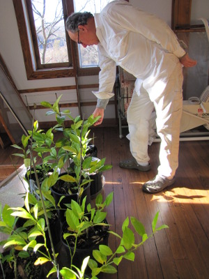 Tending young dwarf citrus