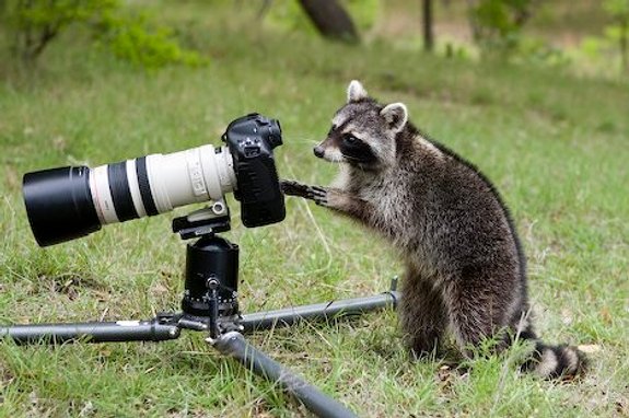 how to manage your local raccoon population in regards to poultry