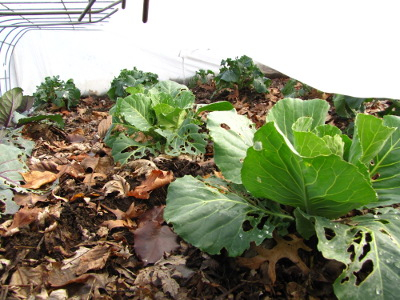 Cabbage under row cover