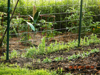 Garden peas