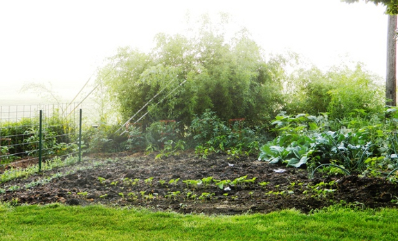 No till garden in June