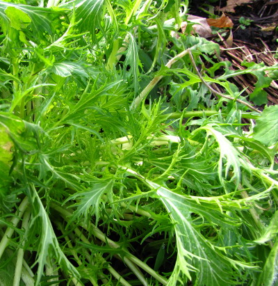 Winter salad greens