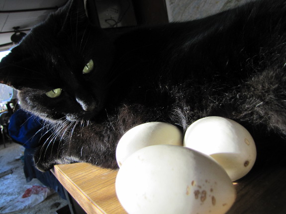 Cat and egg gourds