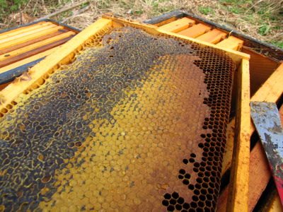 Colony collapse disorder