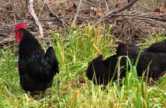 Chickens grazing winter oats