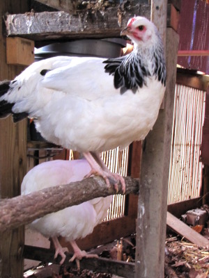 Light Sussex pullets