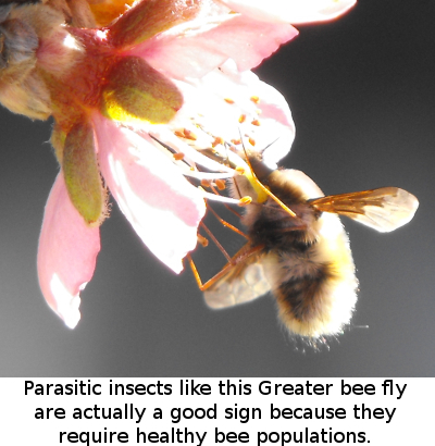 Parasitic insects like this Greater bee fly are actually a good sign because they require healthy bee populations.