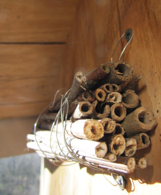 Stem bundle bee nest