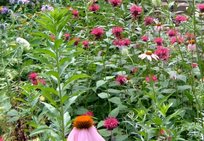 Wildflower meadow for native bees