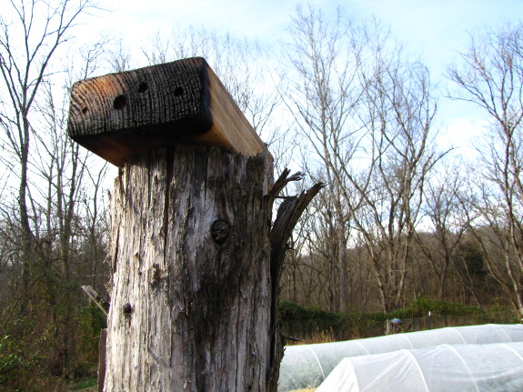 Bee nest block in garden