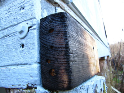 Bee nest on side of house