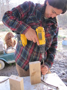 Drilling a stem for a bee nest