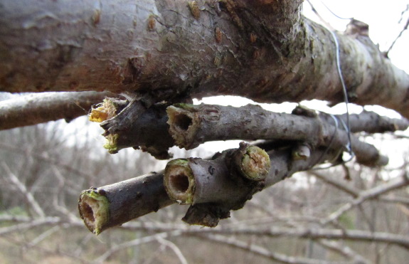 Stem nest bundle