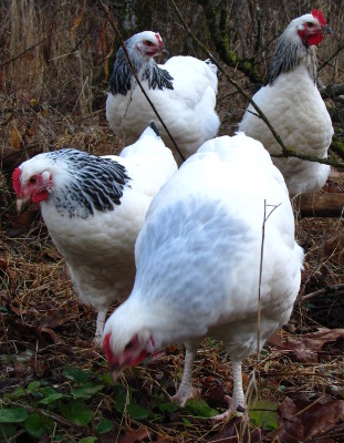 Light Sussex Chickens