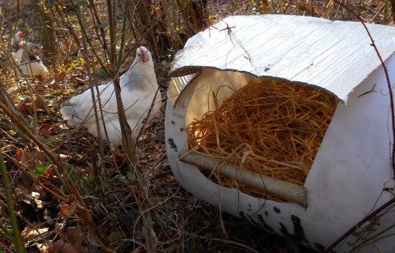 low budget chicken enclosure update