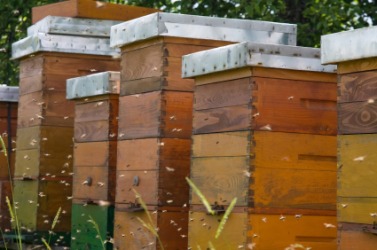 Apiary