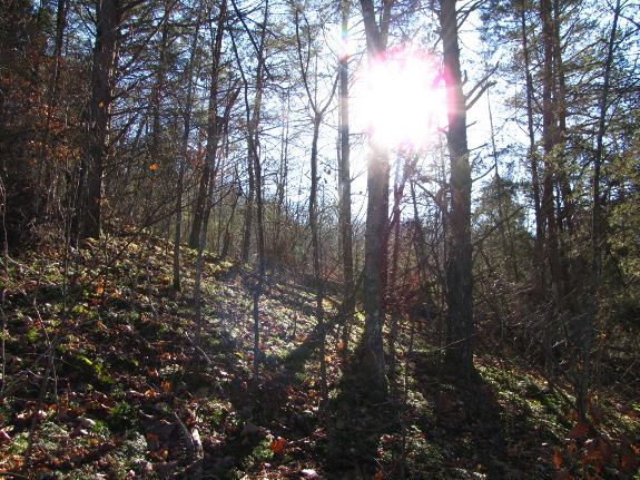 Sun through the trees