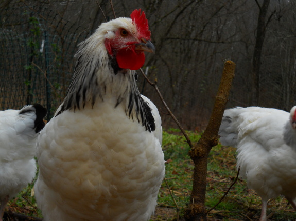 First rooster photograph of 2012
