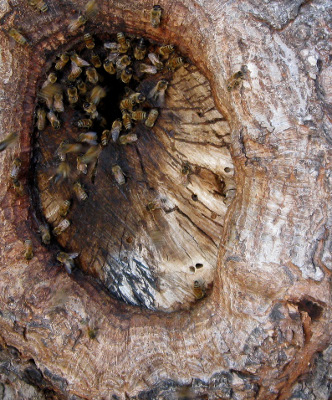 Wild bee hive entrance