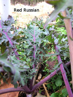 Red Russian kale