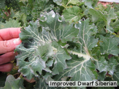 Improved Dwarf Siberian kale